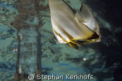 longfin spadefish (platax teira) taken near the surface i... by Stephan Kerkhofs 